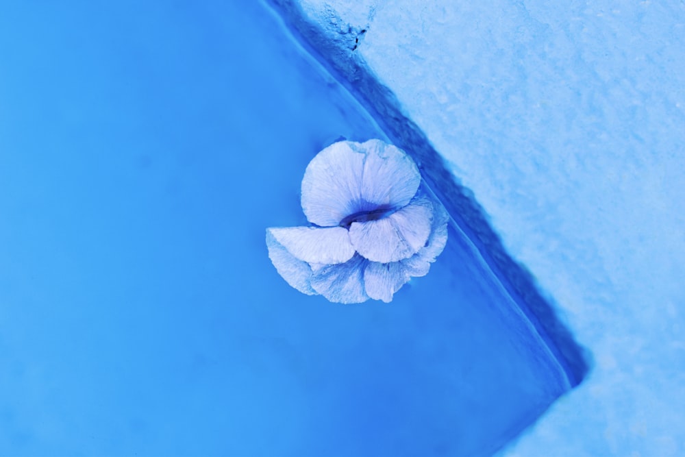 a white flower sitting on top of a blue wall
