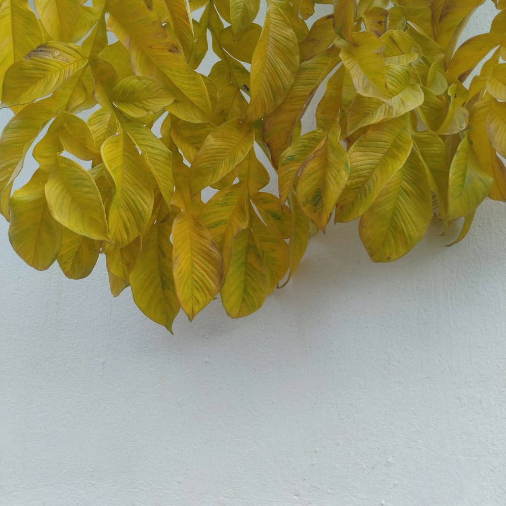 yellow-and-green leaves beside white wall