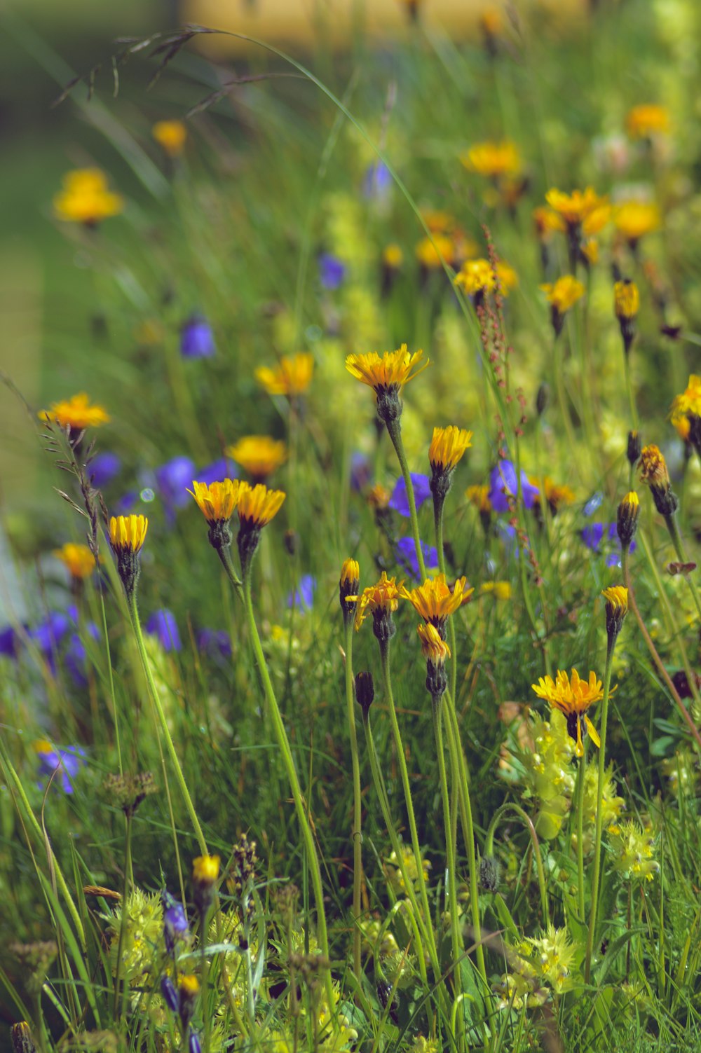 field of yellow petaled flower