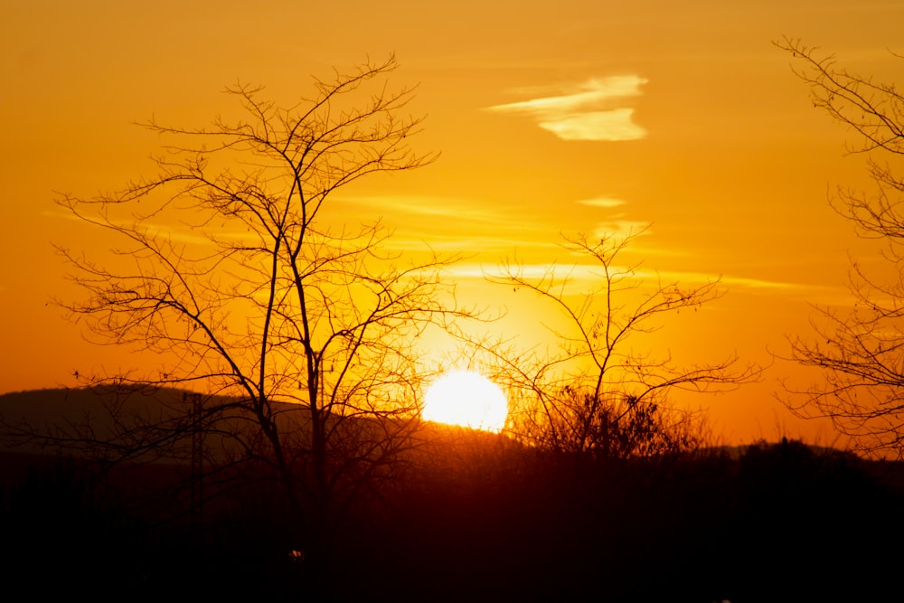 silhouette of bare trees against the sun