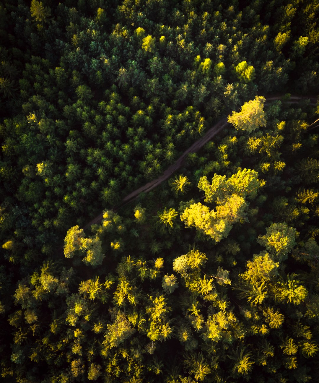 aerial photography of green forest