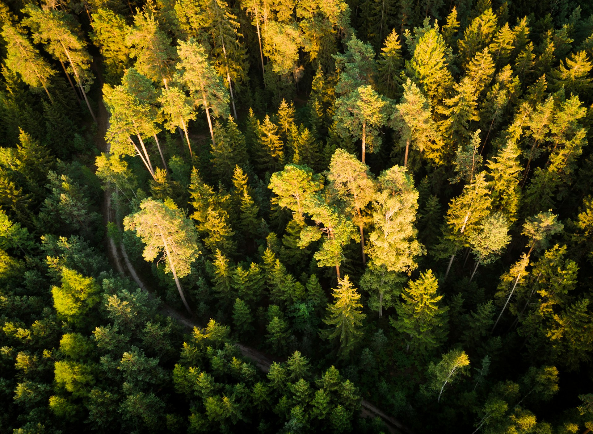 aerial photo of trees