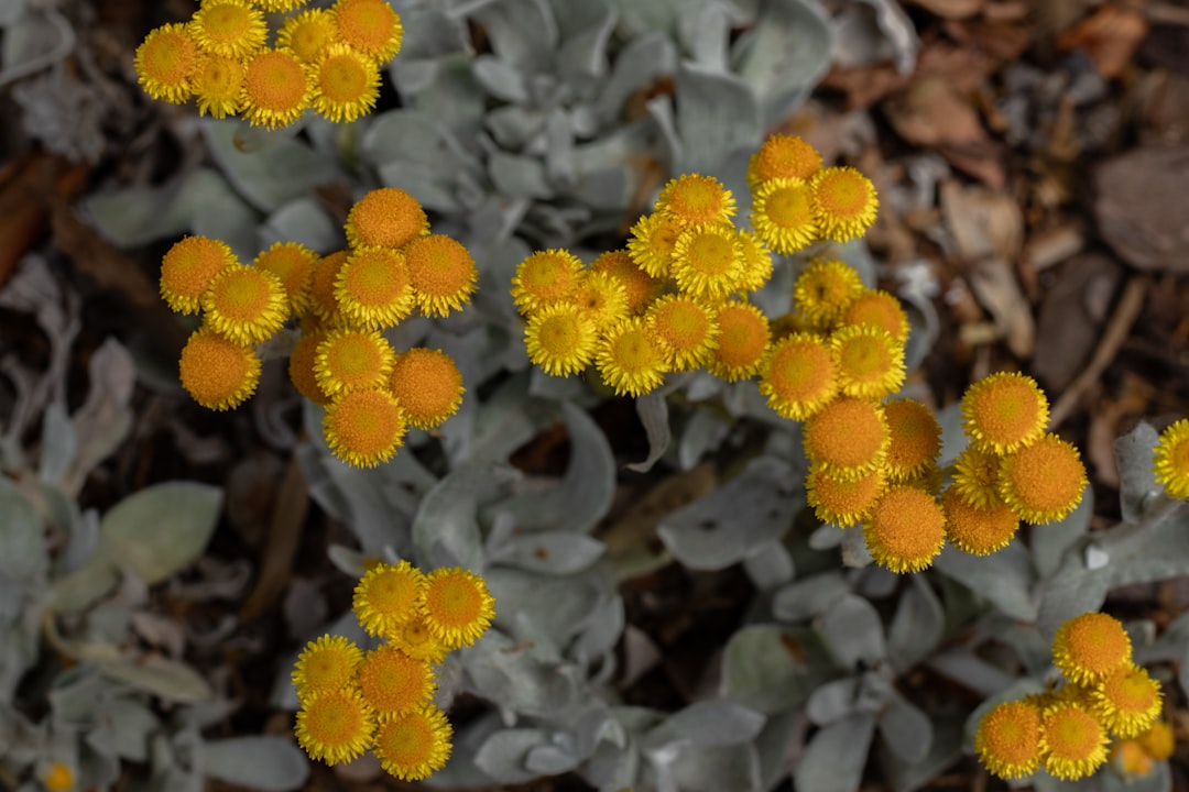 yellow flowers