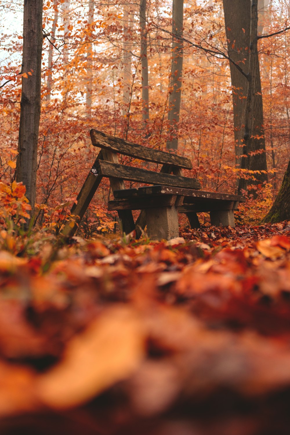 braune Holzbank in der Nähe von Bäumen