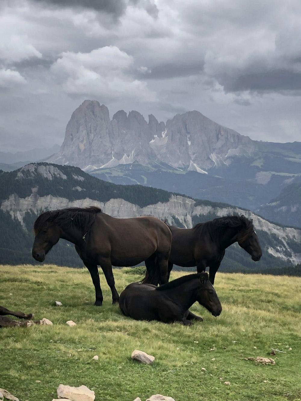three brown horses on green grass