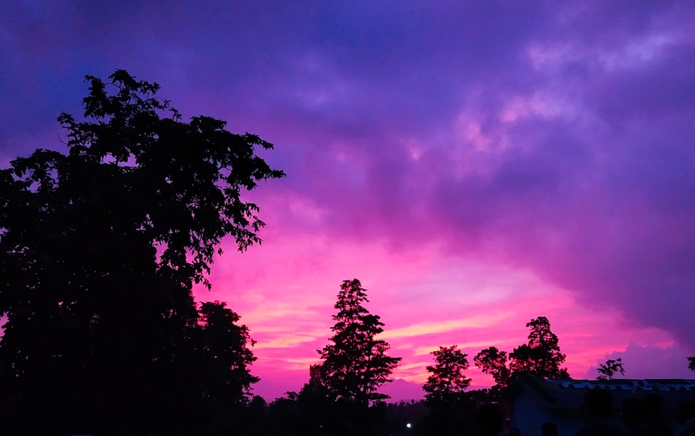 silhouette of trees under purple and pink sky
