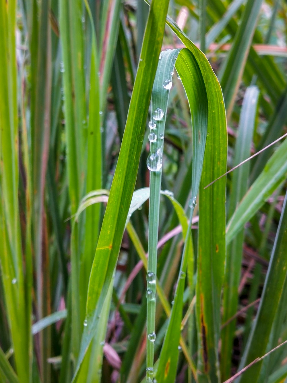 緑の草