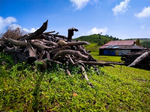 A busy yard waste disposal site with piles of logs and brush under a clear blue sky.