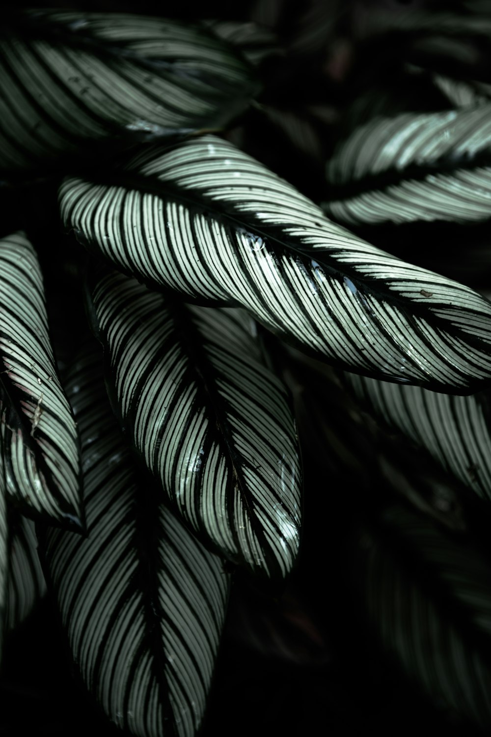 회색 및 검은 잎 식물