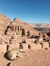 dog lying on sand near Petra, Egypt during day