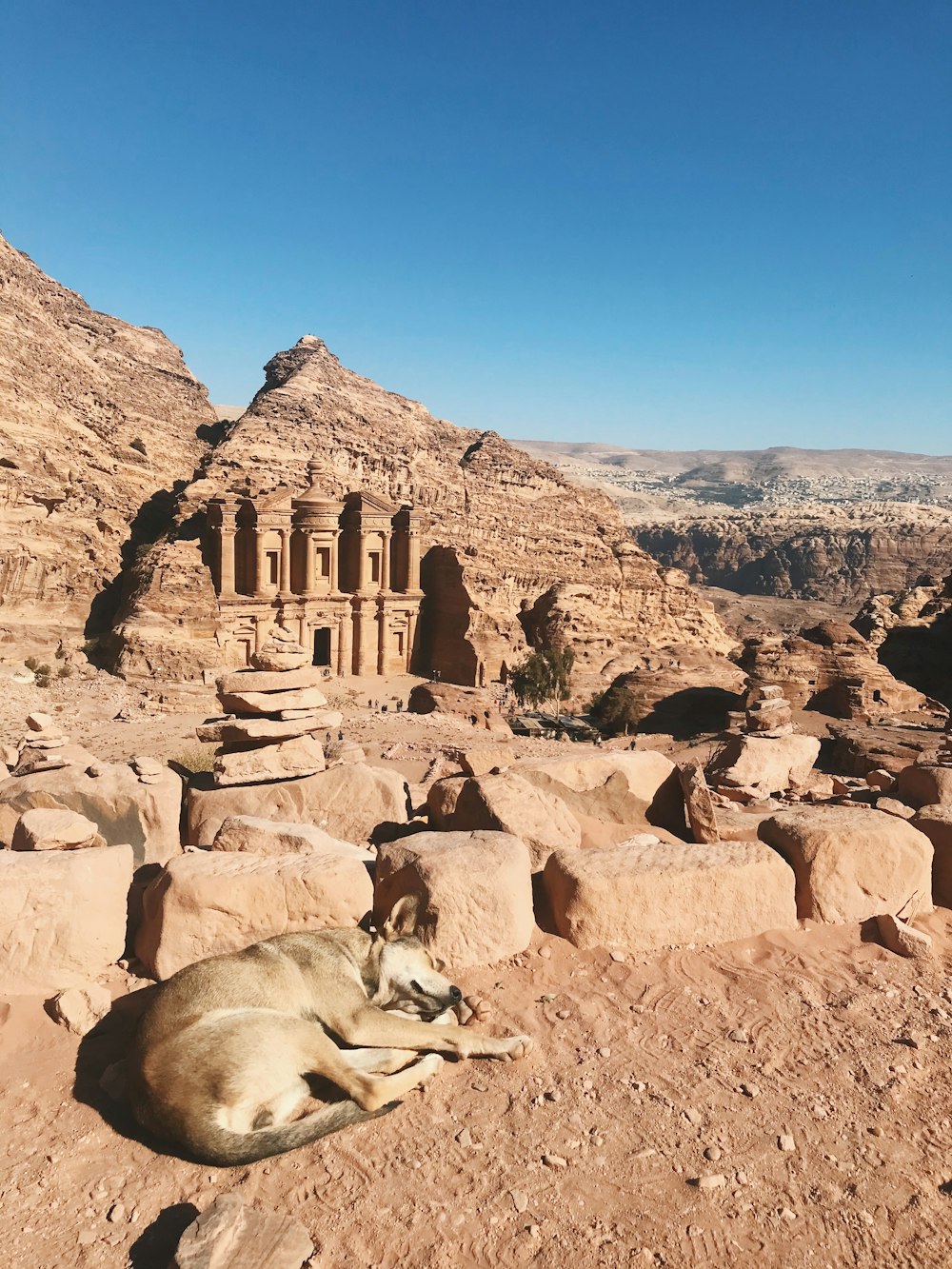 낮에 이집트 페트라 근처의 모래 위에 누워 있는 개