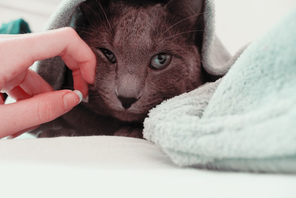 Russian blue covered by blue towel