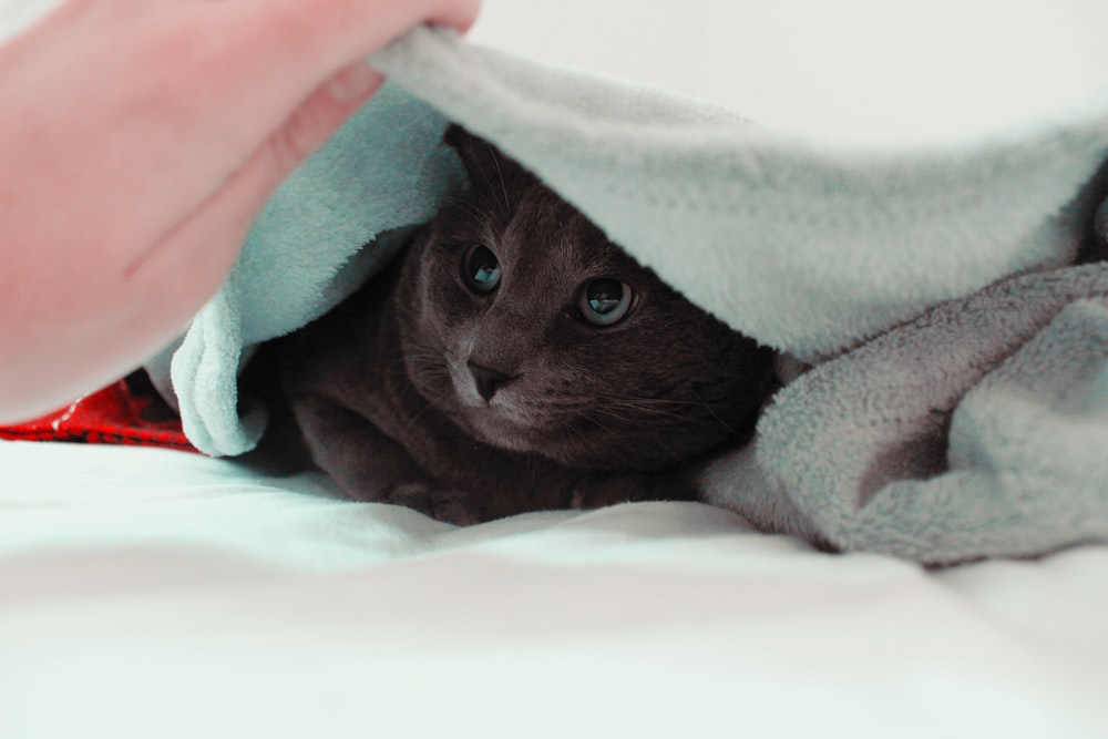 cat under teal textile