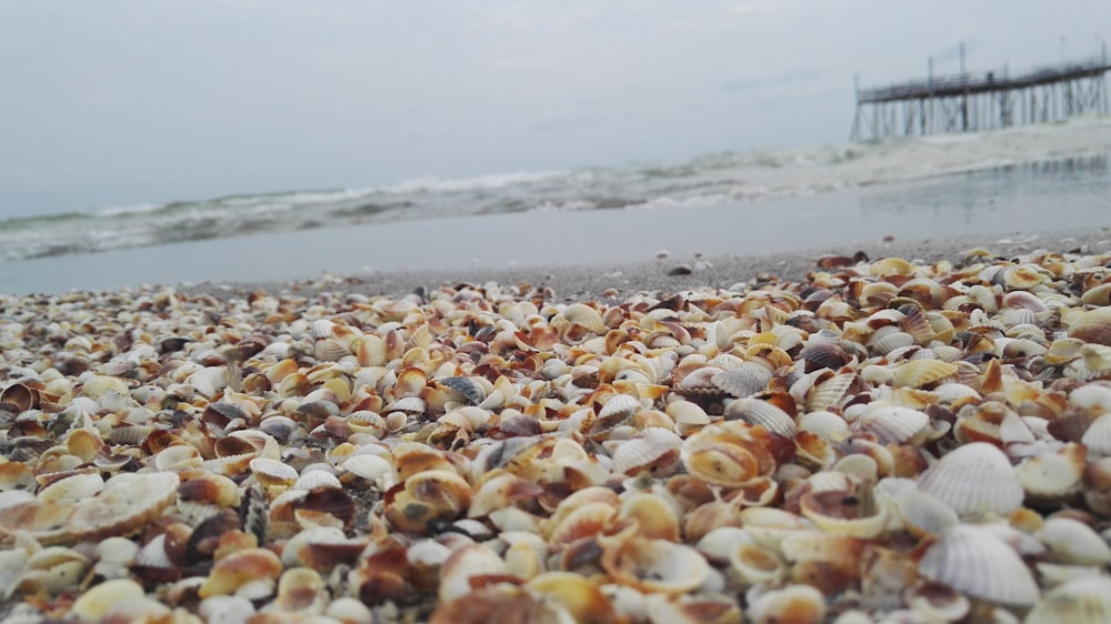 shells near ocean