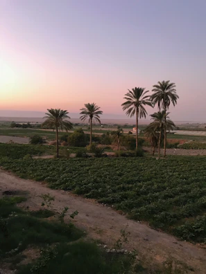 Sunset over a thriving date palm farm highlighting the natural colors of green, brown, and gold