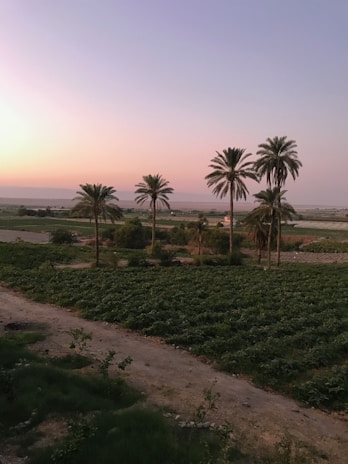 A serene agricultural landscape at dusk with several tall palm trees scattered across cultivated fields. The setting sun casts warm hues in the sky, blending into soft pastels. The horizon is visible with distant mountains under a gradient sky transitioning from pink to blue.