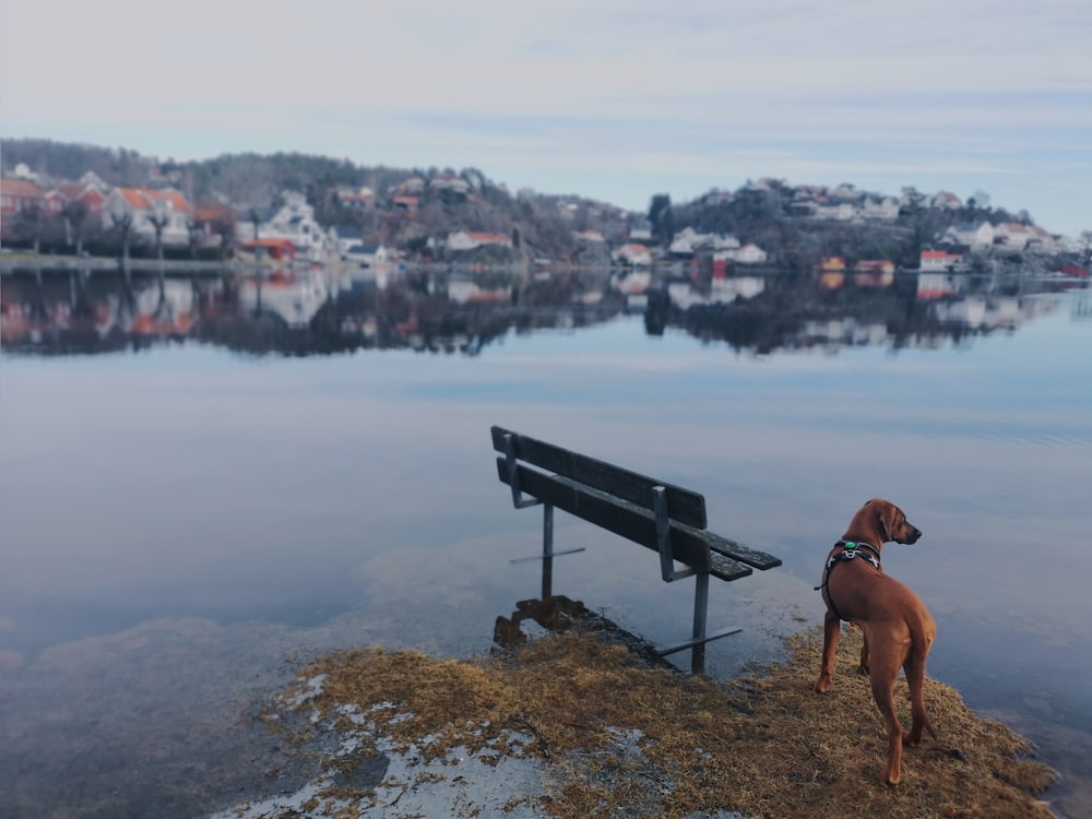 short-coat brown dog beside bench during daytime