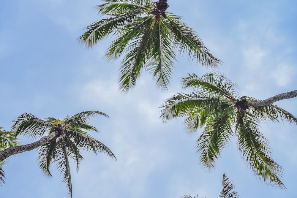 coconut trees