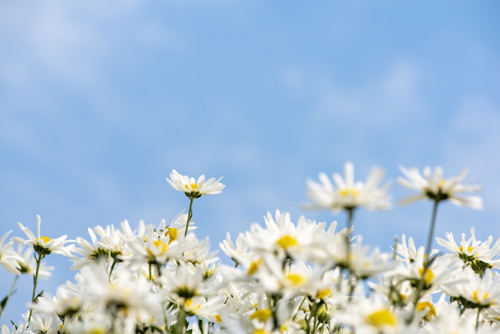 flores brancas