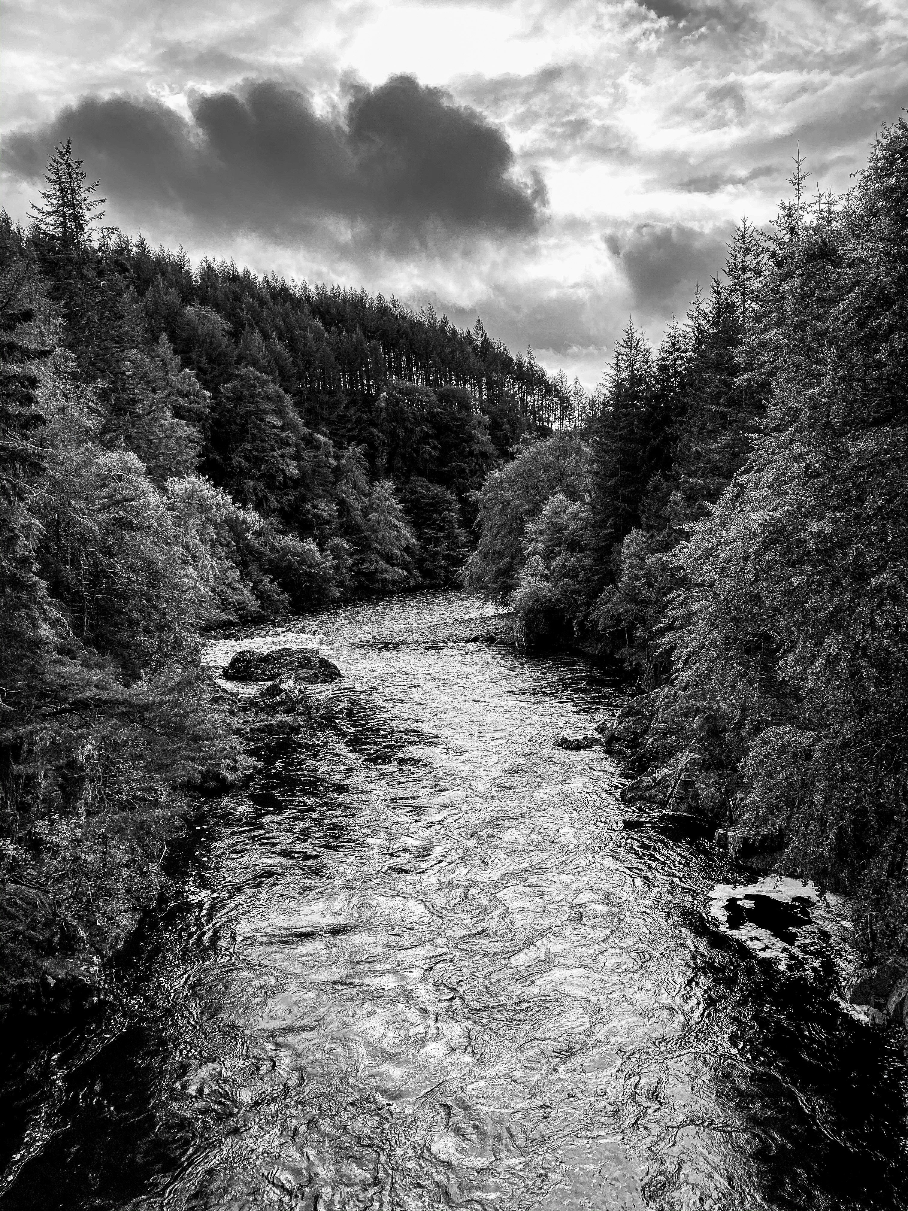 grayscale photo of trees near body of water
