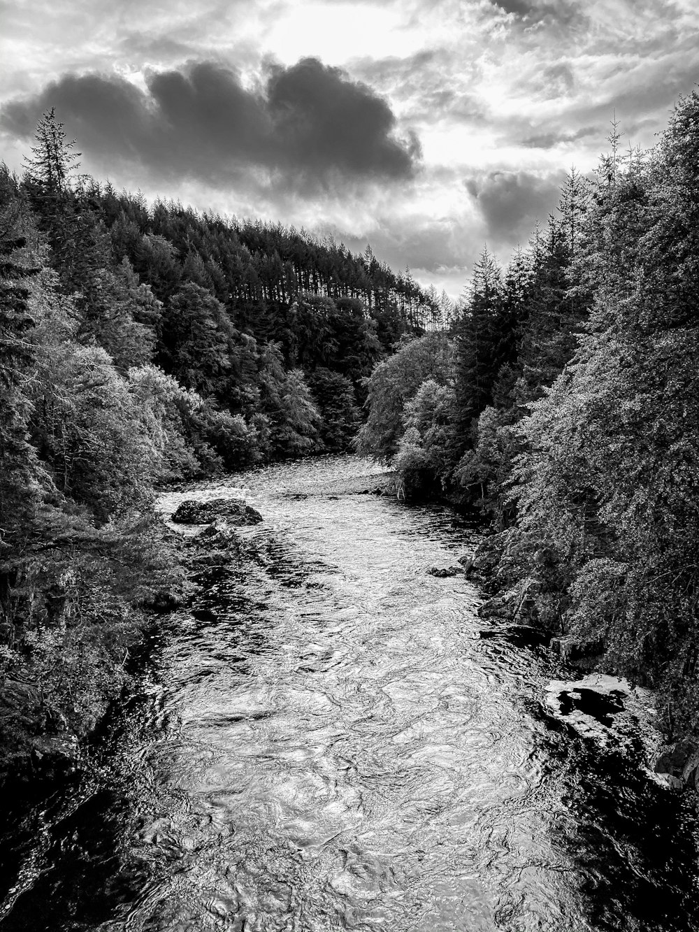 grayscale photo of trees near body of water