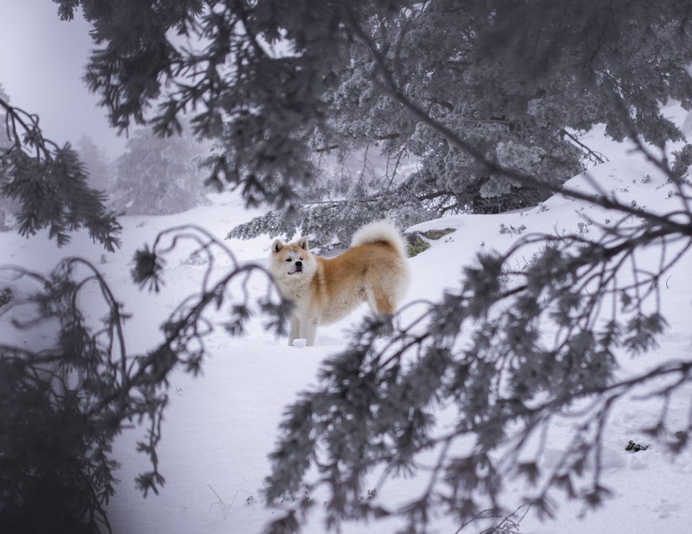 braune Hunde