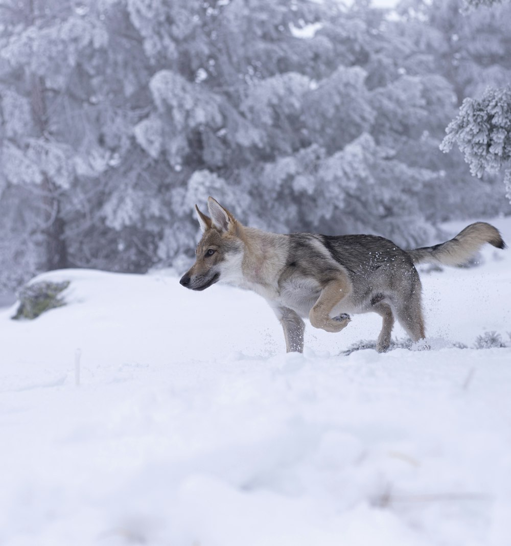 brown wolf on snow