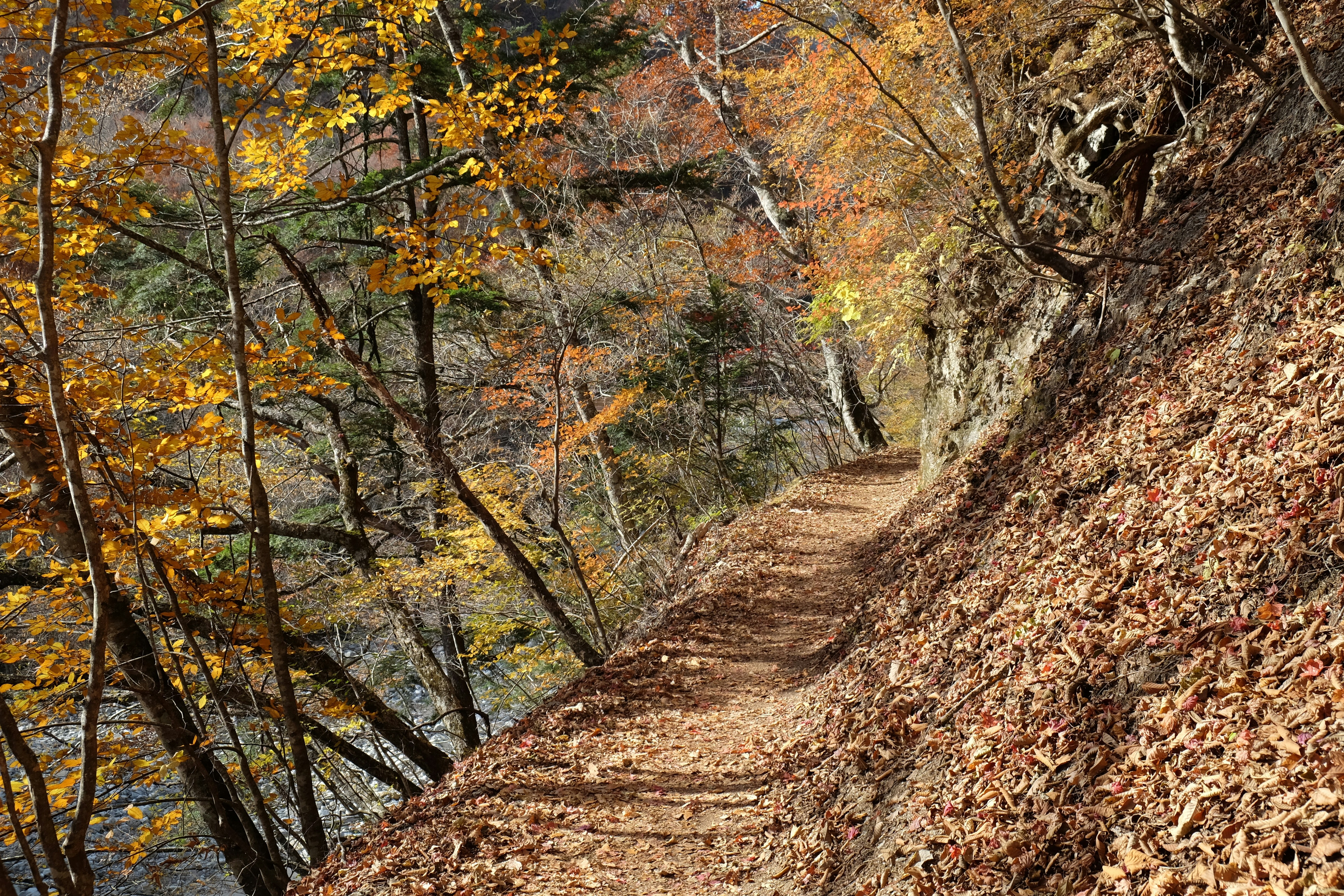 a path in the woods with lots of leaves on it