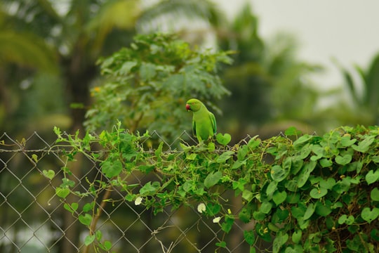 closeup photo of green bird on fence in Pollachi India