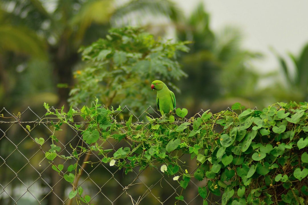 Wildlife photo spot Pollachi Valparai