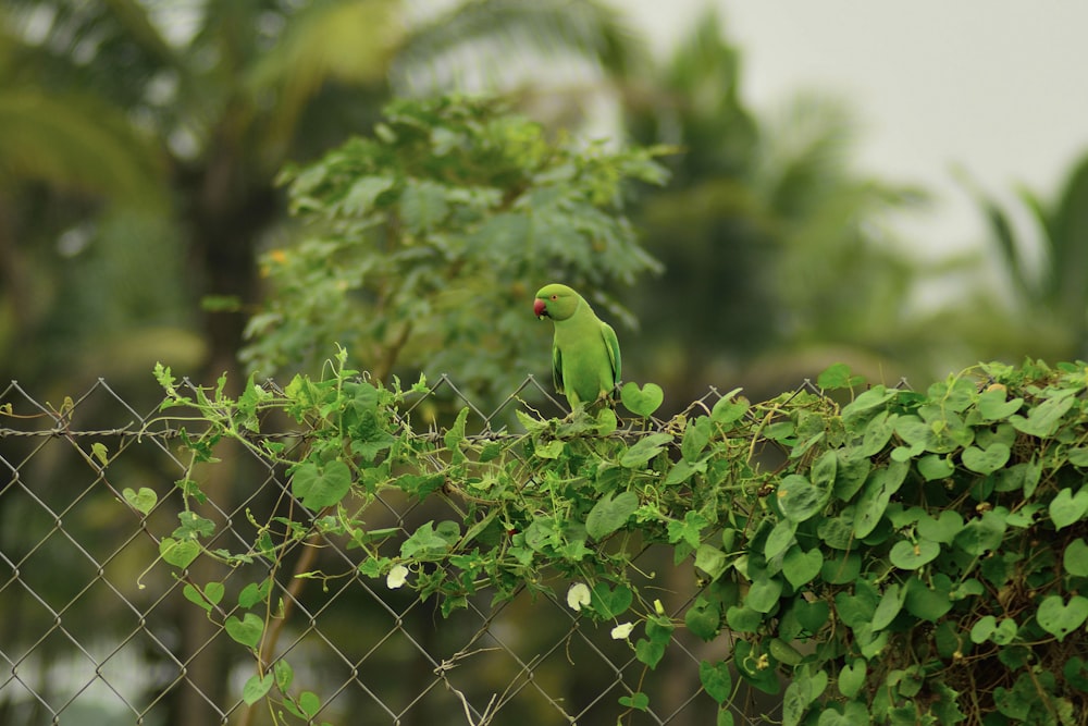 closeup photo of green bird on fence