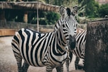 Two zebras stand side by side in an enclosure with a natural setting. Their black and white striped patterns are prominent against a background of green foliage and wooden structures.