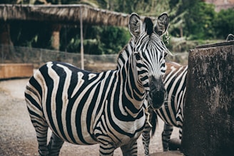 Two zebras stand side by side in an enclosure with a natural setting. Their black and white striped patterns are prominent against a background of green foliage and wooden structures.