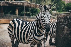 Two zebras stand side by side in an enclosure with a natural setting. Their black and white striped patterns are prominent against a background of green foliage and wooden structures.