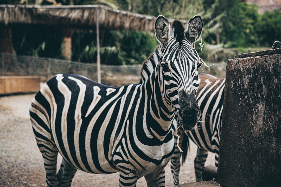 closeup photo of zebra during daytime
