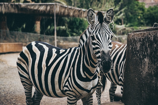 Two zebras stand side by side in an enclosure with a natural setting. Their black and white striped patterns are prominent against a background of green foliage and wooden structures.