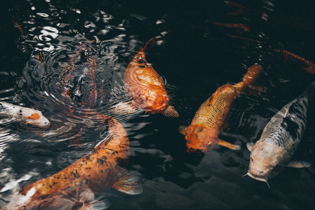 closeup photo of assorted-colored koi fish