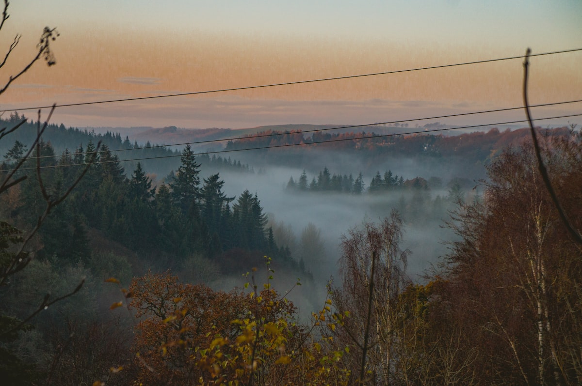 Misty woodland and countryside in central Scotland near North Lanarkshire