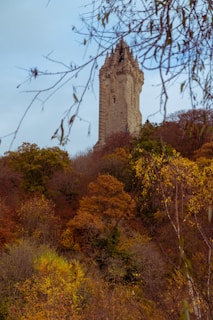 brown trees during daytime