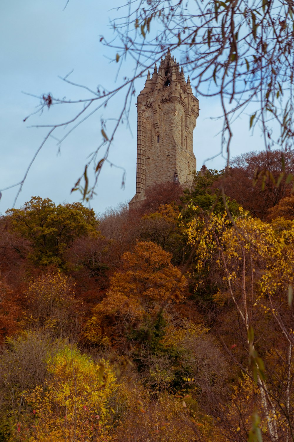 brown trees during daytime