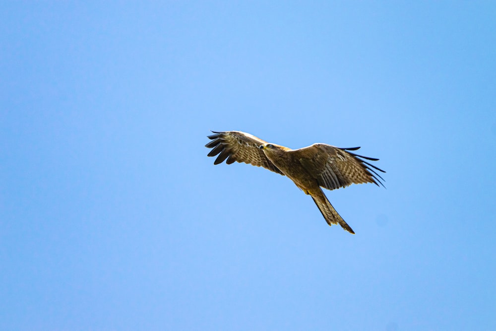 brown bird flying