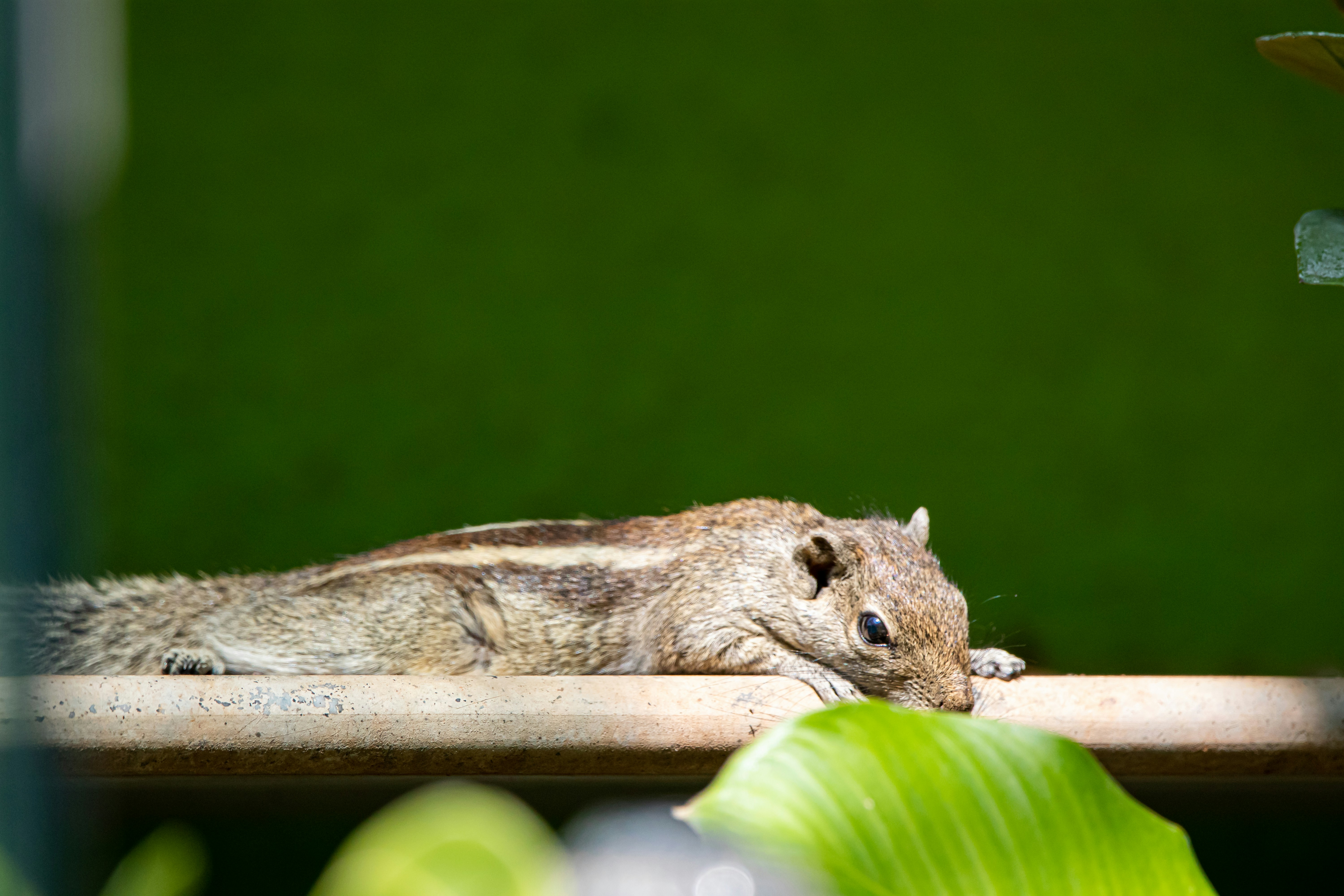 shallow focus photo of brown animal