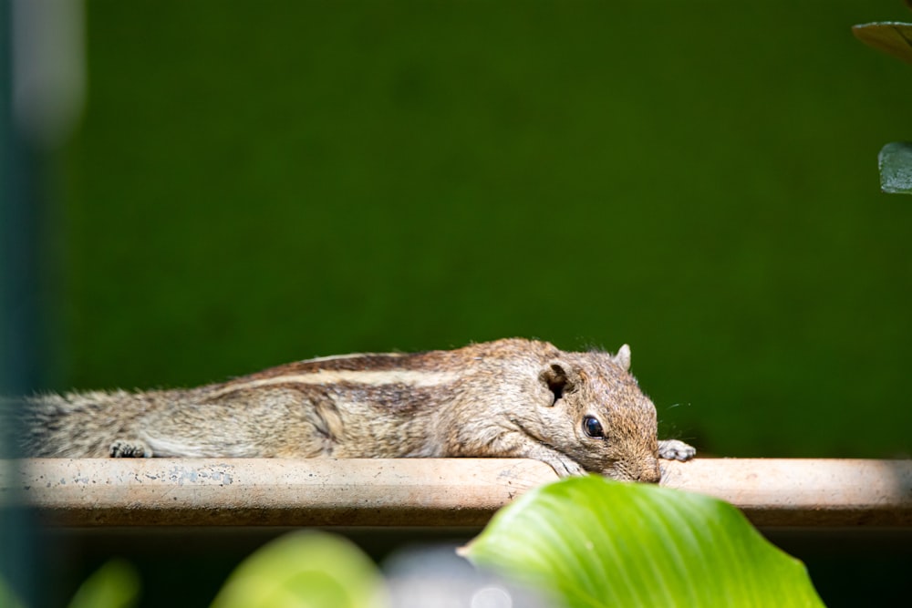 shallow focus photo of brown animal