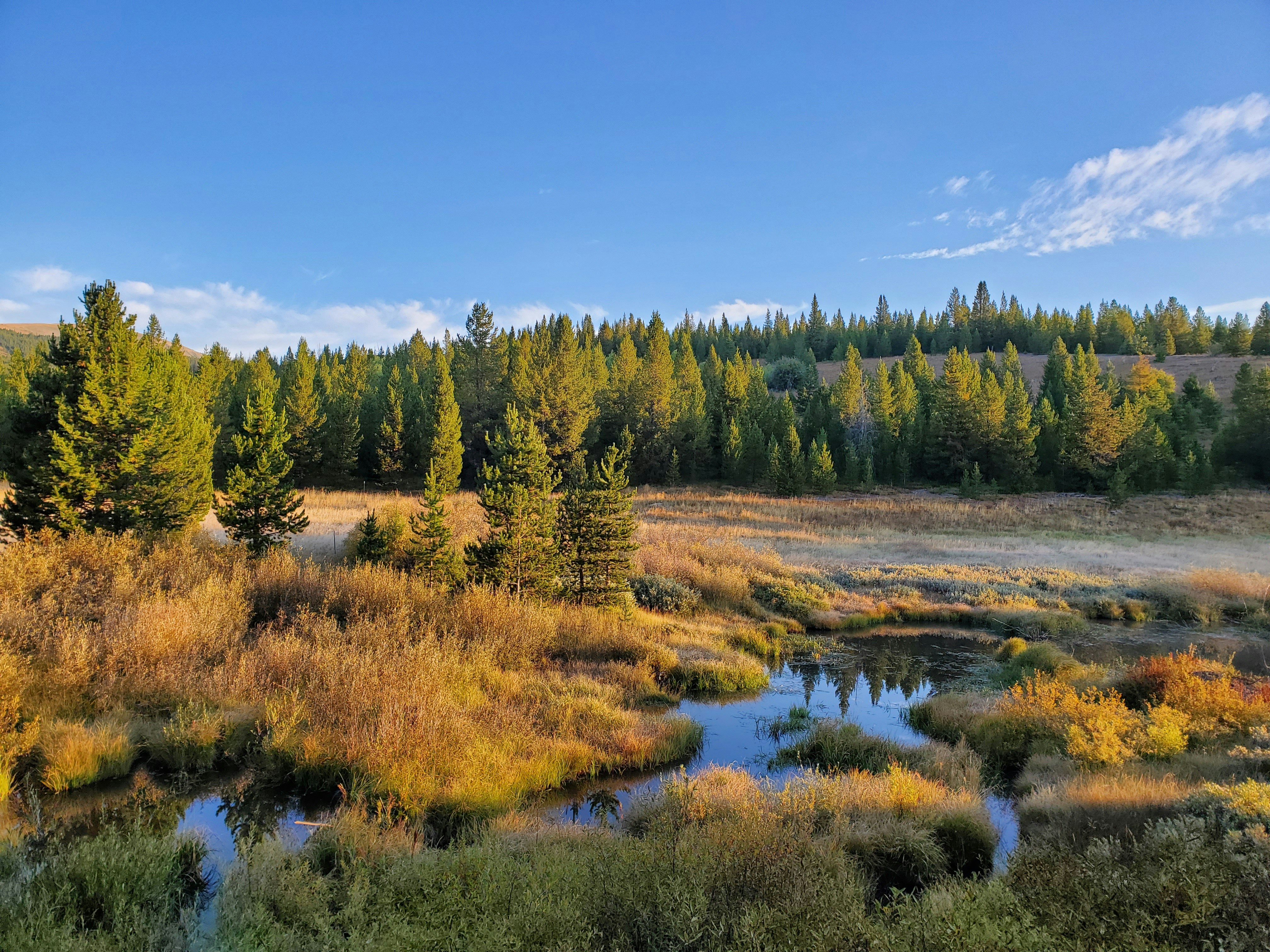 Foto de paisaje de pinos verdes