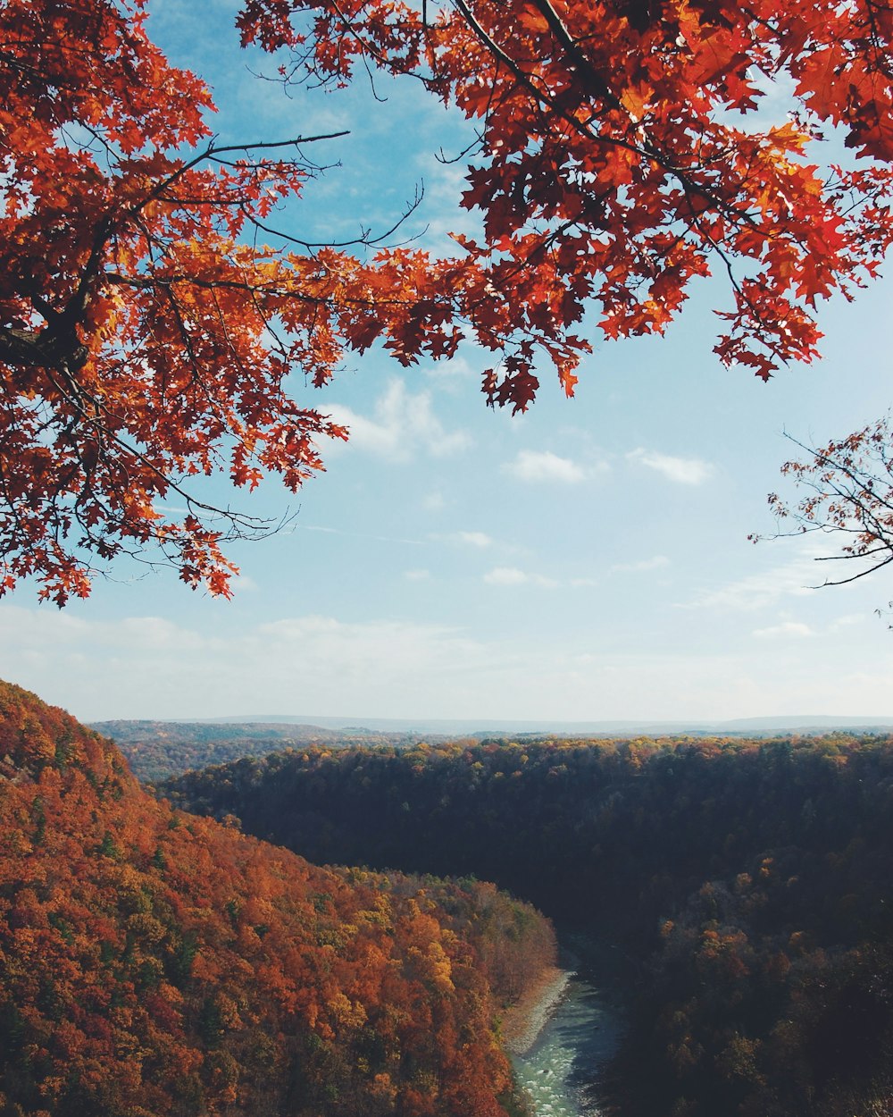 red petaled tree