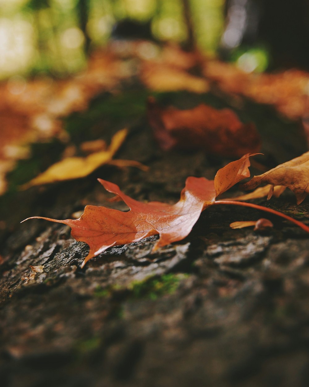 brown leaf