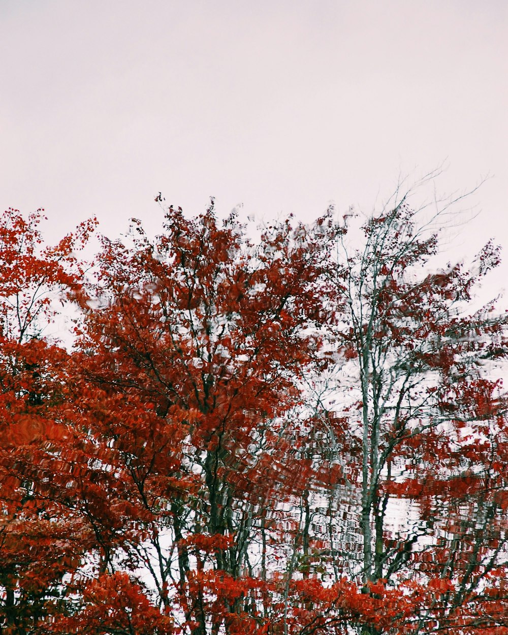 árboles de hojas rojas durante el día