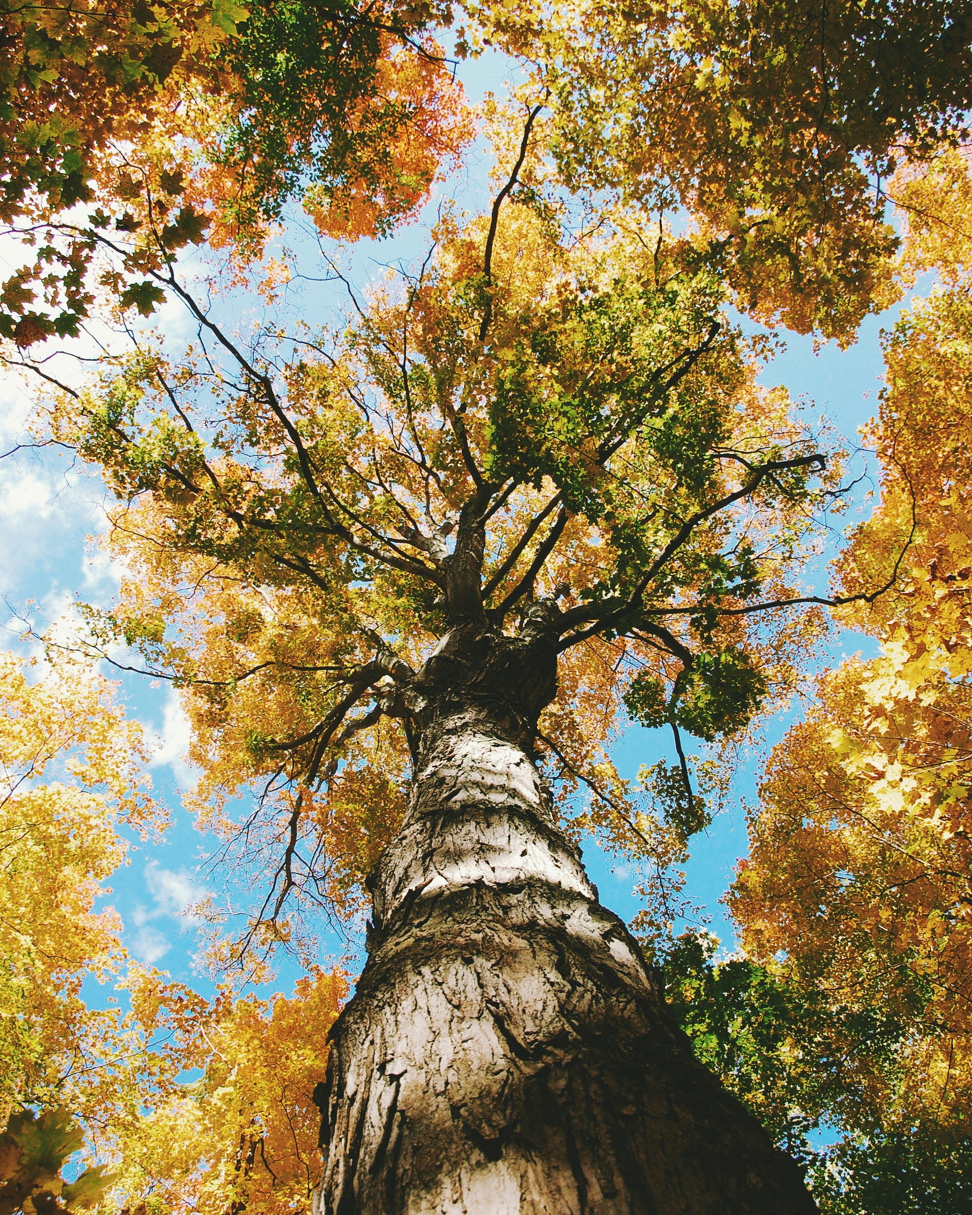 worm view photo of green trees