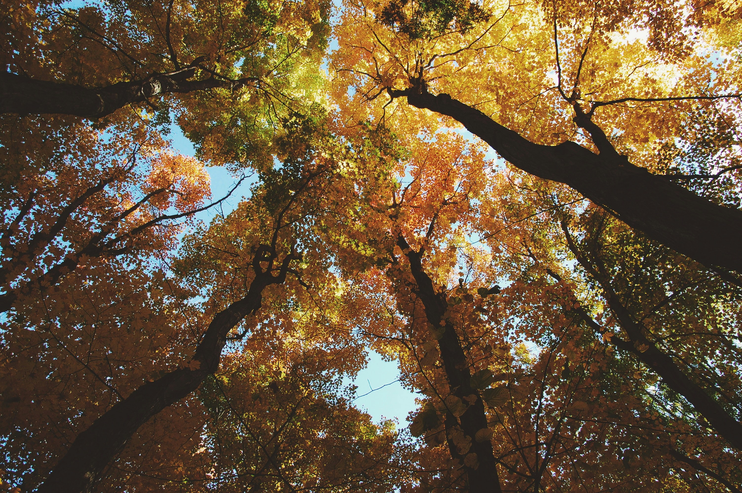 low angle photo of trees
