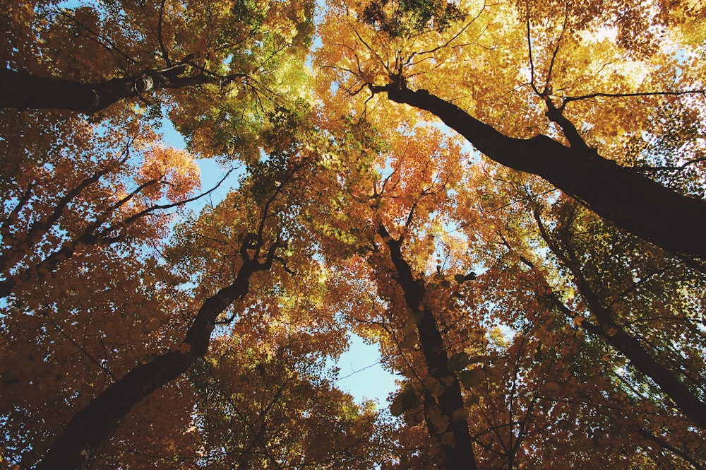 木のローアングル写真